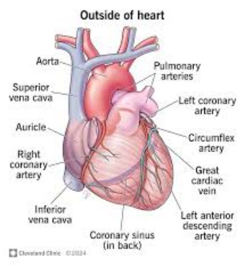 Picture of heart