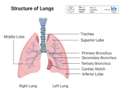 Picture of Lungs