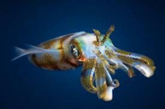Picture of squid
squid